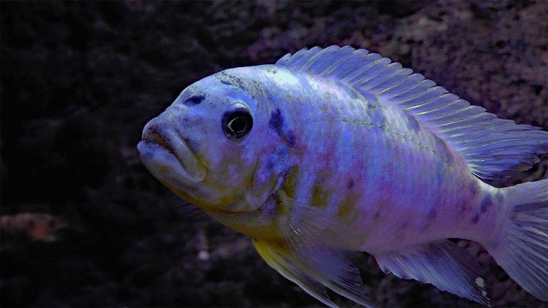 Maylandia fainzilberi 'Makonde'